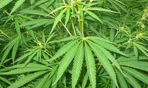 மதுரையில் கஞ்சா விற்பனை: ரூ.5.5 கோடி மதிப்புள்ள சொத்துக்கள் முடக்கம்