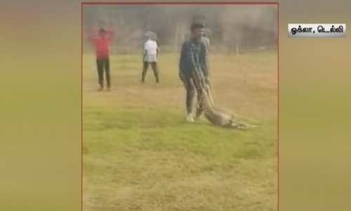 குட்டிகளை சுமந்த நாயை அடித்து கொன்ற இளைஞர்கள்... குரைத்து தொந்தரவு செய்ததால் நாயை கொன்றதாக தகவல்