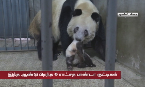 செயற்கை கருவூட்டல் மூலம் பிறந்த பாண்டாக்கள்... மகிழ்ச்சியுடன் விளையாடி மகிழும் பாண்டா குட்டிகள்