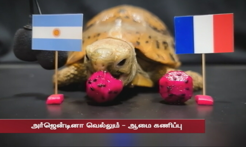 கால்பந்து உலகக்கோப்பை இறுதிப் போட்டி - வெல்லப்போவது அர்ஜென்டினாவா? பிரான்ஸா?..ஆமை கணிப்பு கால்பந்து உலகக்கோப்பை இறுதிப் போட்டி - வெல்லப்போவது அர்ஜென்டினாவா? பிரான்ஸா?..ஆமை கணிப்பு