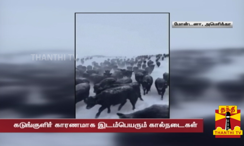 அமெரிக்காவை தாக்கி வரும் பனிப்புயல் - கடுங்குளிர் காரணமாக இடம்பெயரும் கால்நடைகள்