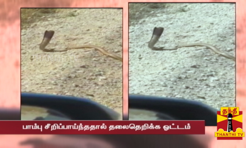 படமெடுத்த நாகப்பாம்பை துப்பாக்கியால் சுட்ட நபர் -சீறிப்பாய்ந்ததால் தலைதெறிக்க ஓட்டம் படமெடுத்த நாகப்பாம்பை துப்பாக்கியால் சுட்ட நபர் -சீறிப்பாய்ந்ததால் தலைதெறிக்க ஓட்டம்