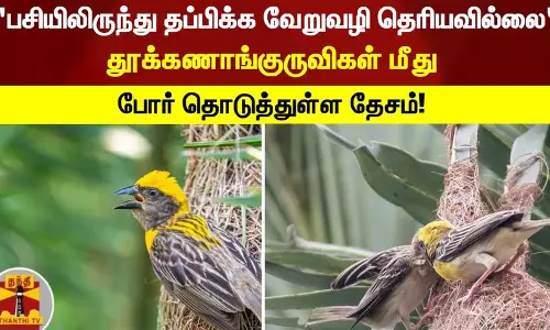 பசியிலிருந்து தப்பிக்க வேறுவழி தெரியவில்லை - தூக்கணாங்குருவிகள் மீது போர் தொடுத்துள்ள தேசம்!