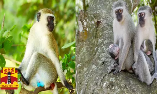 குரங்குகளை ஒட்டுமொத்தமாக அழிக்க ஒப்புதல் தந்த நாடு...கருத்தடை செய்யுங்கள் விலங்கு நல ஆர்வலர்கள் கோரிக்கை