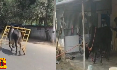 போலீஸ் பேரி கார்டை தலையில் மாட்டிக்கொண்டு ஓடிய காளை - அவனியாபுரம் ஜல்லிக்கட்டில் நிகழ்ந்த சம்பவங்கள்