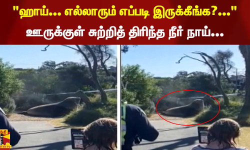 ஹாய்... எல்லாரும் எப்படி இருக்கீங்க?... -  ஊருக்குள் சுற்றித் திரிந்த நீர் நாய்...