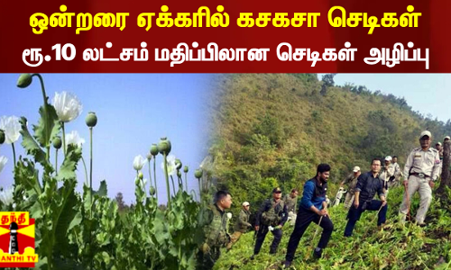 ஒன்றரை ஏக்கரில் பயிரிடப்பட்ட கசகசா செடிகள்... ரூ.10 லட்சம் மதிப்பிலான  செடிகள் அழிப்பு