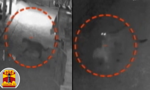 கோழி பண்ணையில் புகுந்த சிறுத்தை... கோழியை தூக்கி சென்ற சிறுத்தை - சிசிடிவி காட்சி வெளியீடு