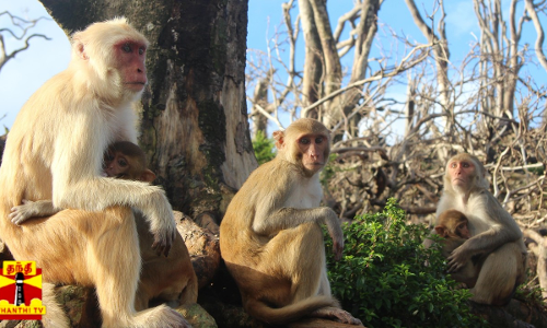 நாட்டில் உள்ள மொத்த குரங்குகளையும் கொல்ல கரீபியன் தீவு நாடான சின்ட் மார்டின் அரசு முடிவு... குரங்குகளை அழிக்க ஆண்டுக்கு 55,000 டாலர்