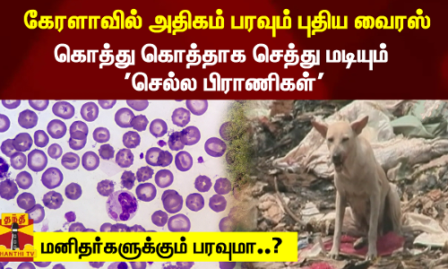 கேரளவில் அதிகம் பரவும் புதிய வைரஸ் - கொத்து கொத்தாக செத்து மடியும்   செல்ல பிராணிகள்.. மனிதர்களுக்கும் பரவுமா..?