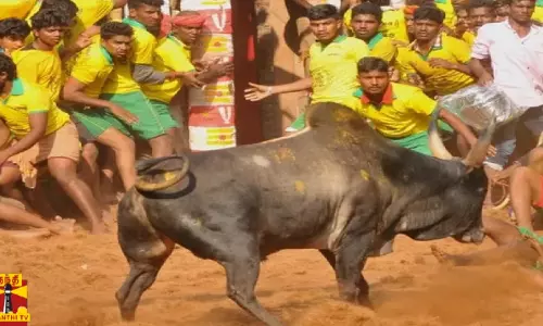 திருச்சியில் களைகட்டிய ஜல்லிக்கட்டு...சீறிப்பாயும் காளைகளை துடிப்புடன் அடக்கும் காளையர்கள்