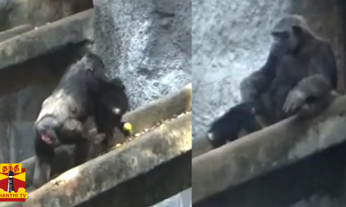 தந்தையுடன் விளையாடும் குட்டி சிம்பான்சி... தாயின் முதுகில் ஏறிவந்த குட்டி சிம்பான்சி - இணையத்தில் வைரலாக பரவும் காட்சி