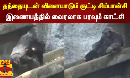 தந்தையுடன் விளையாடும் குட்டி சிம்பான்சி... இணையத்தில் வைரலாக பரவும் காட்சி