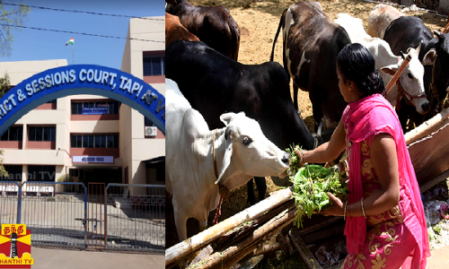 பசு வதை தடுக்கப்பட்டால் பூமியின் பிரச்சினைகள் தீரும் - குஜராத் நீதிபதிகளின் சர்ச்சை கருத்து