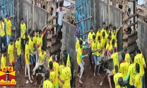 திண்டுக்கல்லில் வெகு விமரிசையாக ஜல்லிக்கட்டு போட்டி நடைபெற்று வருகிறது..