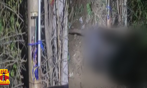 மின்கம்பத்தில் ஏற்பட்ட மின்கசிவு... மின்சாரம் தாக்கி பலியான பசு மாடு