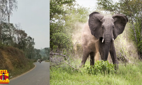 இருசக்கர வாகனத்தில் அதிவேகமாக சென்ற இளைஞர்/திடீரென்று குறுக்கே வந்த யானைக் கூட்டம்..நூலிழையில் உயிர் தப்பிய இருசக்கர வாகன ஓட்டி