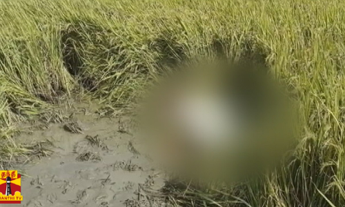 வயலுக்கு தண்ணீர் பாய்ச்ச சென்ற மூதாட்டி வெட்டி கொலை...கைரேகை நிபுணர்கள், மோப்பநாய் உதவியுடன் போலீசார் விசாரணை வயலுக்கு தண்ணீர் பாய்ச்ச சென்ற மூதாட்டி வெட்டி கொலை...கைரேகை நிபுணர்கள், மோப்பநாய் உதவியுடன் போலீசார் விசாரணை