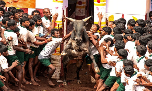 சேலத்தில் விமரிசையாக நடைபெற்ற ஜல்லிக்கட்டு போட்டி