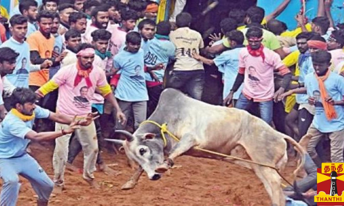 புனித அந்தோணியார் பொங்கல் திருவிழா...களைகட்டிய ஜல்லிக்கட்டுப் போட்டி...சீறிப்பாய்ந்த காளைகள்-அசராமல் எதிர்க்கும் வீரர்கள்