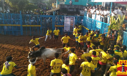 கோலாகலமாக நடைபெற்ற ஜல்லிக்கட்டுப் போட்டி...துள்ளி வந்த காளைகள்...துணிந்து அடக்கிய காளையர்கள் கோலாகலமாக நடைபெற்ற ஜல்லிக்கட்டுப் போட்டி...துள்ளி வந்த காளைகள்...துணிந்து அடக்கிய காளையர்கள்