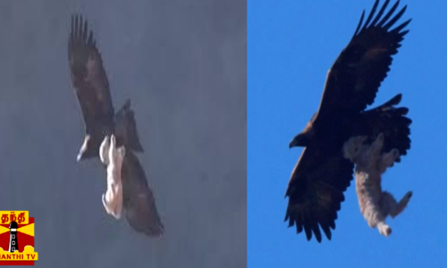 கழுகின் பலியாடு... ஆட்டுக்குட்டியை வேட்டையாடிய ராட்சத கழுகு - அரிய காட்சி