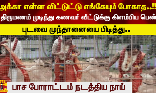அக்கா என்ன விட்டுட்டு எங்கேயும் போகாத..!!  திருமணம் முடிந்து கணவர் வீட்டுக்கு கிளம்பிய பெண் -    புடவை முந்தானையை பிடித்து.. பாச போராட்டம் நடத்திய நாய்