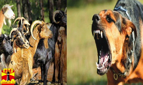 வெறிநாய்கள் கடித்ததில் 68 ஆடுகள் உயிரிழப்பு...பட்டிக்குள் புகுந்து ஆடுகளை கடித்த வெறிநாய்கள்