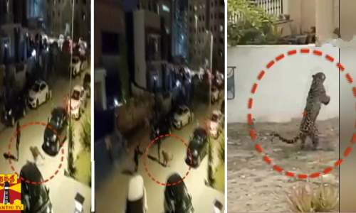 வீட்டில் வளர்க்கப்பட்ட சிறுத்தை தப்பியோட்டம் -   ஆக்ரோஷமாக பொதுமக்களை தாக்கியதால் பரபரப்பு