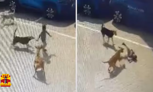 வெறியோடு கடித்து குதறிய தெரு நாய்கள்...  4 வயது சிறுவன் பரிதாப பலி..  நெஞ்சை பதற வைக்கும் சிசிடிவி காட்சி..