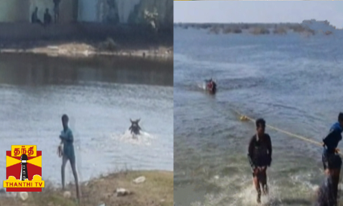 ஜல்லிக்கட்டு போட்டியில் ஓடிய காளை கண்மாயில் விழுந்து பலி - புதுக்கோட்டையில் நடந்த கோரம்