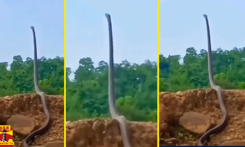 ஆளடி உயரத்துக்கு எழுந்து நிற்கும் ராஜநாகம்... ஆளடி உயரத்துக்கு எழுந்து நிற்கும் ராஜநாகம்...