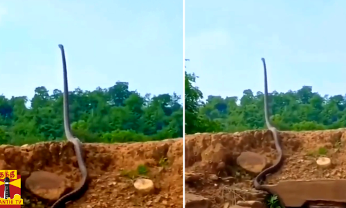 ஆத்தி.. என்ன இவ்ளோ பெருசு! ஆள் உயரத்துக்கு.. நடுங்க வைத்த ராஜநாகத்தின் வீடியோ