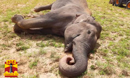 பாலக்கோடு அருகே, குட்டிகளுடன் சுற்றித் திரிந்த மூன்று காட்டு யானைகள், மின்சாரம் தாக்கி உயிரிழந்த சம்பவம் அதிர்ச்சியை ஏற்படுத்தியுள்ளது...