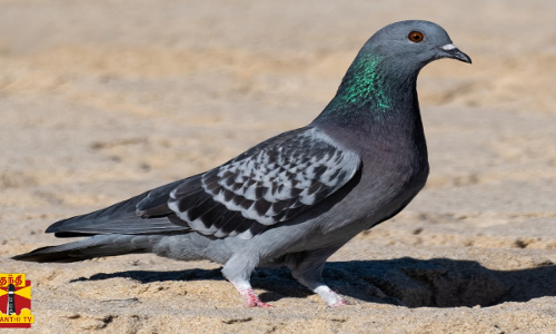 அடிபட்ட புறாவுக்கு முதலுதவி....புறாவைக் காப்பாற்றிய காவலர்