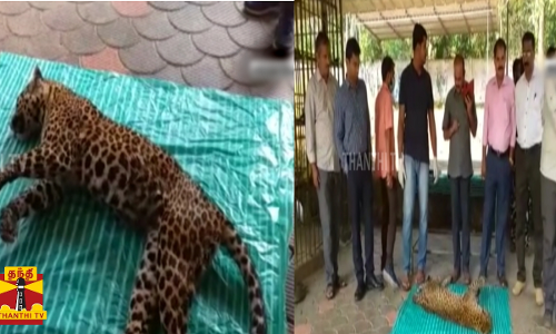 யானையின் தாக்குதலா? சடலமாக மீட்கப்பட்ட 4 வயது பெண் சிறுத்தை..