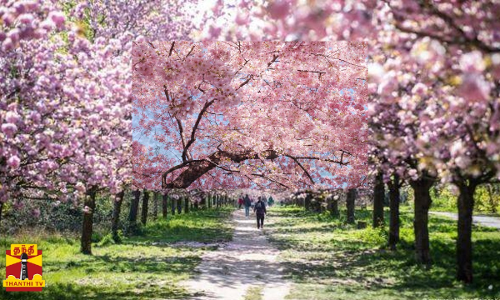 மரங்களில் பூத்துக் குலுங்கிய செர்ரி மலர்கள்...மனங்குளிர கண்டு ரசித்த மக்கள்...