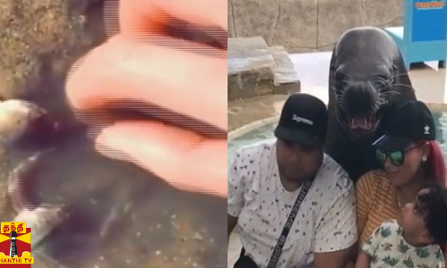 நண்பனை காக்க வந்த நண்டு... நெட்டில் வைரலாகும் நண்டு வீடியோ...