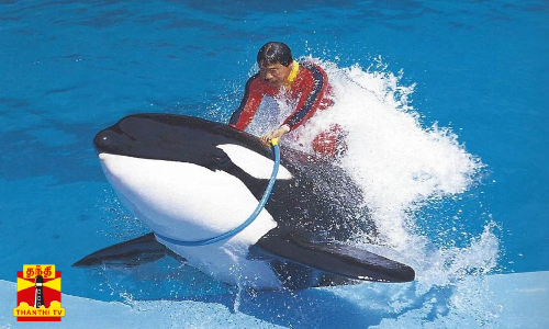 உக்ரைனிலிருந்து ருமேனியா சென்ற திமிங்கிலங்கள் ...