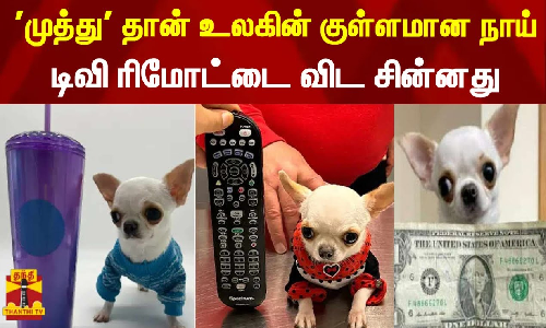 முத்து தான் உலகின் குள்ளமான நாய்... டிவி ரிமோட்டை விட சின்னது முத்து தான் உலகின் குள்ளமான நாய்... டிவி ரிமோட்டை விட சின்னது