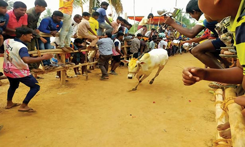 எருது விடும் விழா -இளைஞர் உயிரிழப்பு... 10-க்கும் மேற்பட்டோர் படுகாயம்