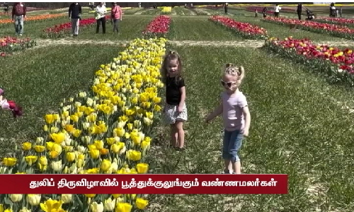 துலிப் திருவிழாவில் பூத்துக்குலுங்கி  பார்வையாளர்களை கவந்து இழுக்கும் வண்ணமலர்கள்