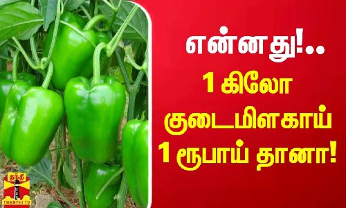 1 ரூபாய்க்கு விலை போகும் 1 கிலோ குடைமிளகாய்.. நியாயமே இல்லை...-குமுறும் பஞ்சாப் விவசாயிகள்