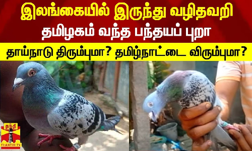 இலங்கையில் இருந்து வழிதவறி தமிழகம் வந்த பந்தயப் புறா.. தாய்நாடு திரும்புமா? தமிழ்நாட்டை விரும்புமா?
