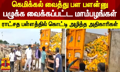 கெமிக்கல் வைத்து பள பளன்னு பழுக்க வைக்கப்பட்ட மாம்பழங்கள்-ராட்சத பள்ளத்தில் கொட்டி அழித்த அதிகாரிகள்