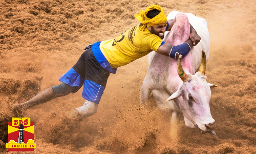 கோயில் திருவிழாவை முன்னிட்டு ஜல்லிக்கட்டு போட்டி போட்டியில் களமிறங்கிய சசிகலா, டிடிவி தினகரனின் காளைகள்