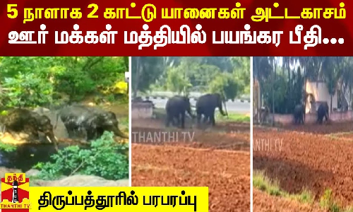 5 நாளாக 2 காட்டு யானைகள் அட்டகாசம்.. ஊர் மக்கள் மத்தியில் பயங்கர பீதி - திருப்பத்தூரில் பரபரப்பு