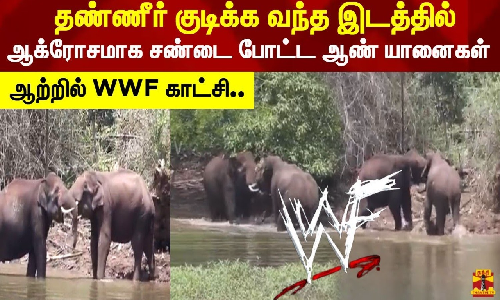 தண்ணீர் குடிக்க வந்த இடத்தில்   ஆக்ரோசமாக சண்டை போட்ட ஆண் யானைகள்.. ஆற்றில் WWF காட்சி..