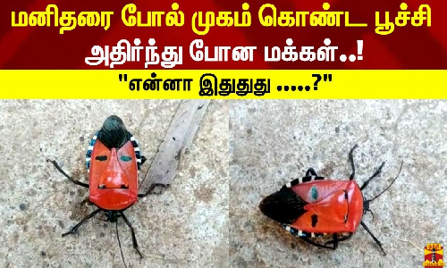 மனிதரை போல் முகம் கொண்ட பூச்சி அதிர்ந்து போன மக்கள்..!