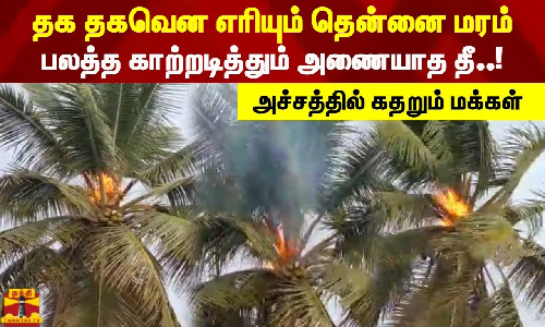 தக தகவென எரியும் தென்னை மரம். பலத்த காற்றடித்தும் அணையாத தீ..! அச்சத்தில் கதறும் மக்கள்